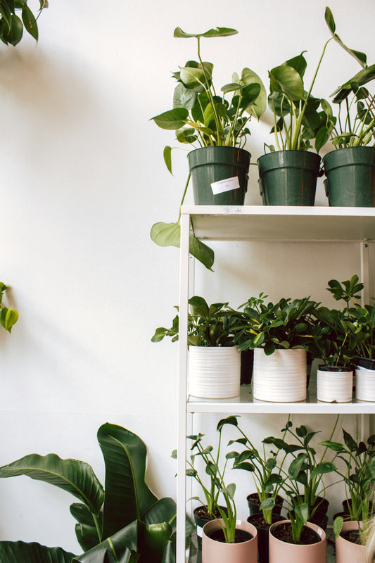 Natural vs. Artificial Plants for Your Home Office: Pros and Cons